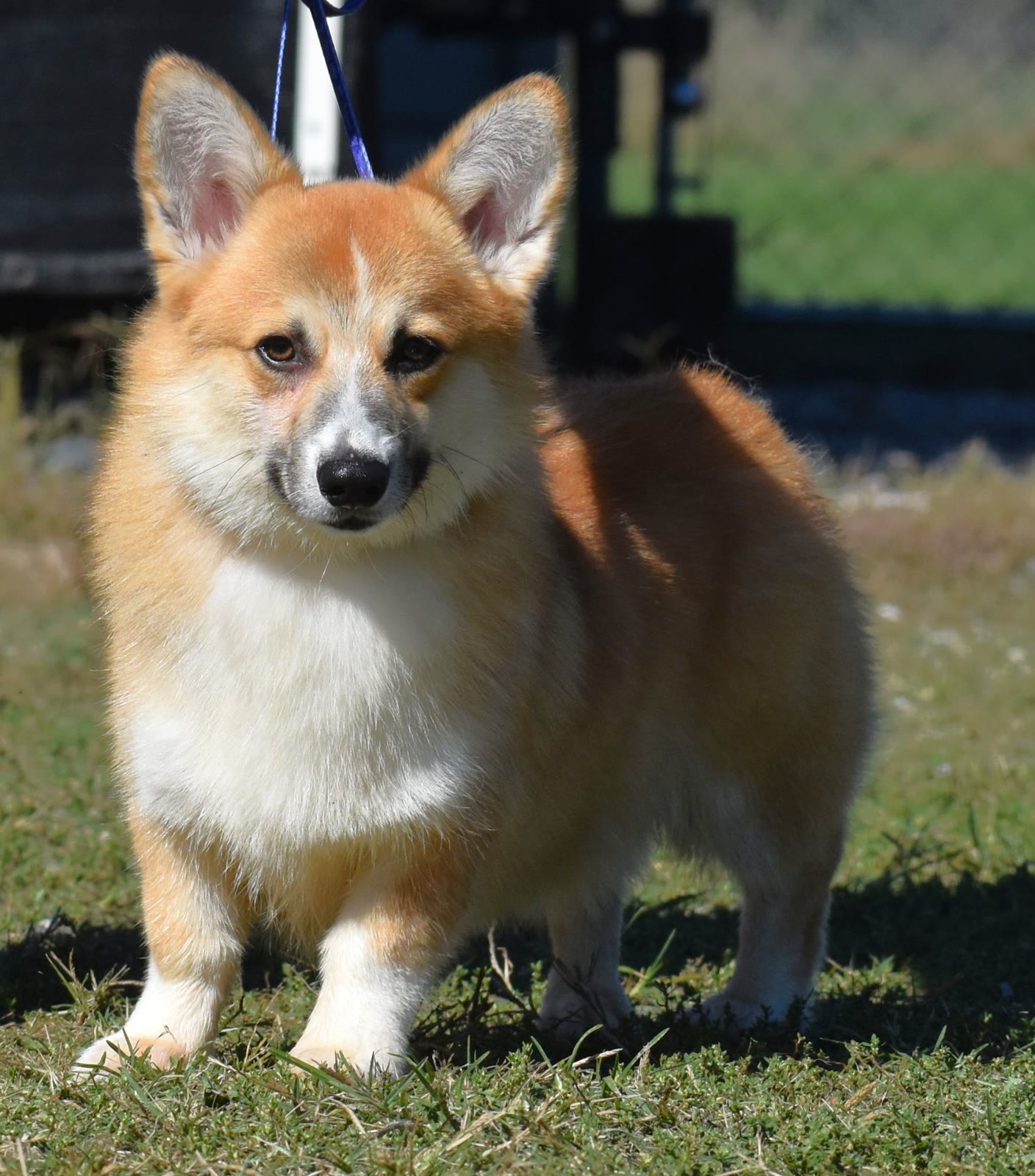Ace, Pembroke Welsh Corgi at F&M Corgis, photo 1