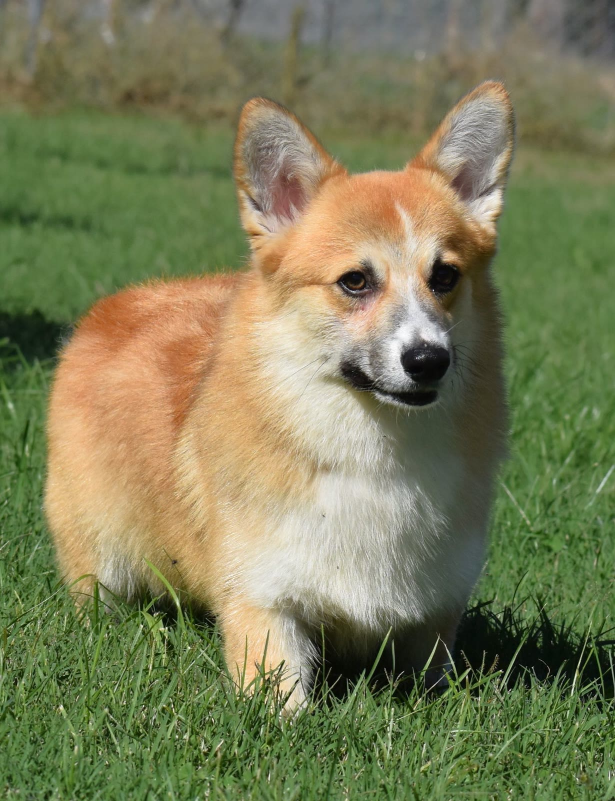 Ace, Pembroke Welsh Corgi at F&M Corgis, photo 2