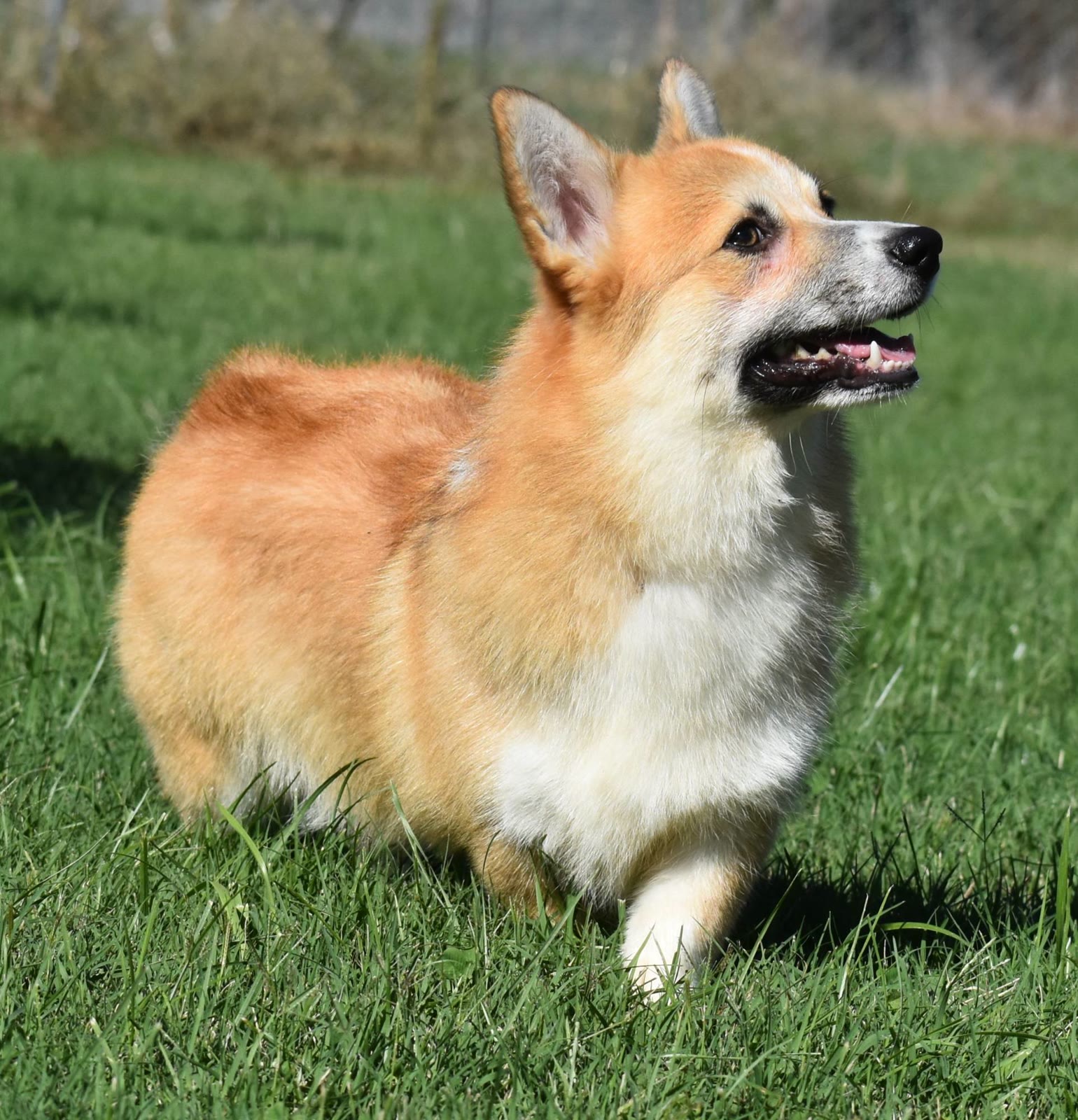 Ace, Pembroke Welsh Corgi at F&M Corgis, photo 3