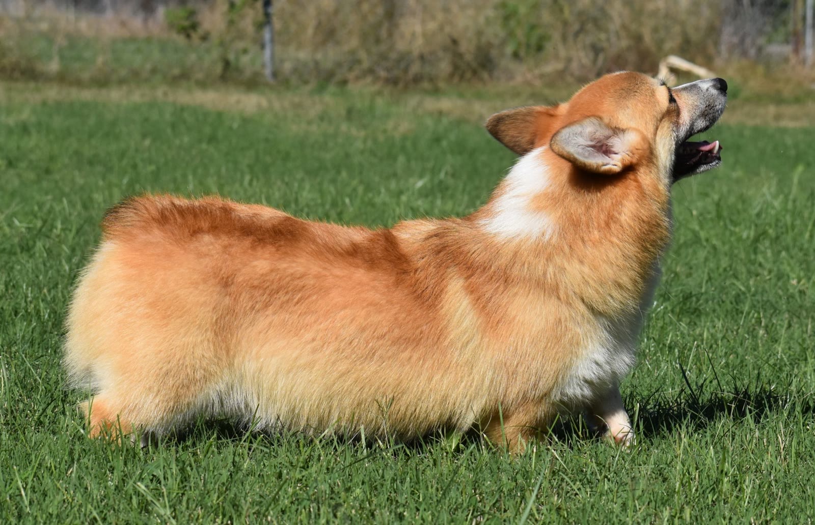 Ace, Pembroke Welsh Corgi at F&M Corgis, photo 4