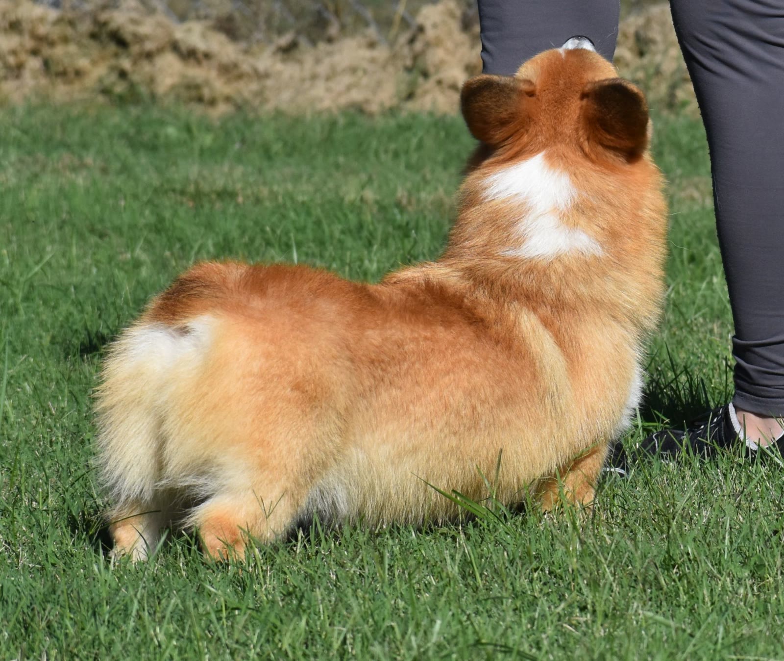 Ace, Pembroke Welsh Corgi at F&M Corgis, photo 5