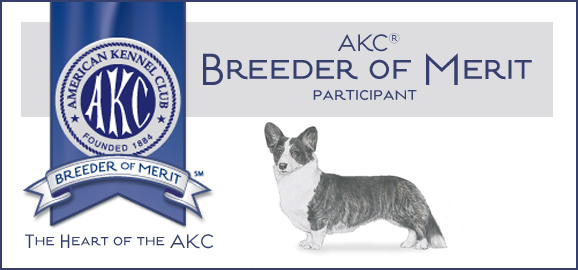 AKC Breeder of Merit participant, Cardigan Welsh Corgi