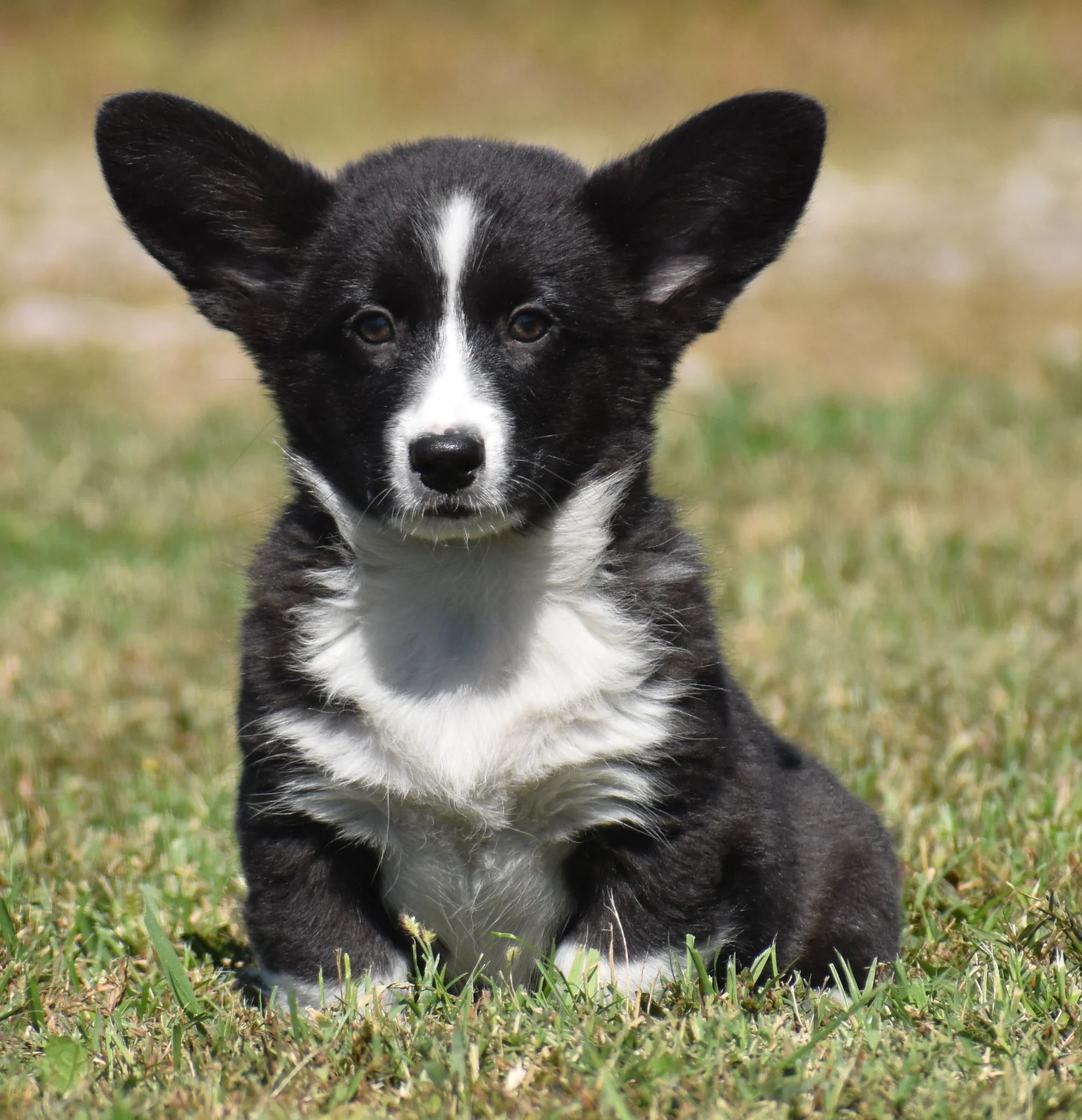 Buddy, Cardigan Welsh Corgi puppy for sale at F&M Corgis