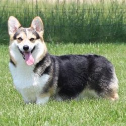Pembroke or Cardigan Welsh Corgi from F&M Corgis, gallery photo 16 of 23