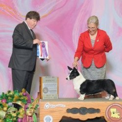 Pembroke or Cardigan Welsh Corgi from F&M Corgis, gallery photo 13 of 23
