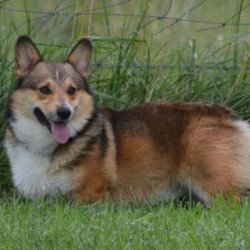 Pembroke or Cardigan Welsh Corgi from F&M Corgis, gallery photo 15 of 23