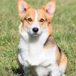Pembroke or Cardigan Welsh Corgi from F&M Corgis, gallery photo 18 of 23
