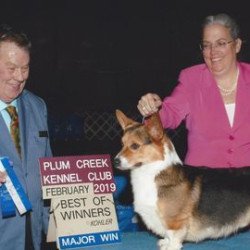Pembroke or Cardigan Welsh Corgi from F&M Corgis, gallery photo 11 of 23