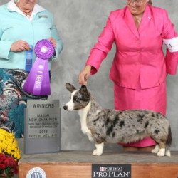 Pembroke or Cardigan Welsh Corgi from F&M Corgis, gallery photo 12 of 23