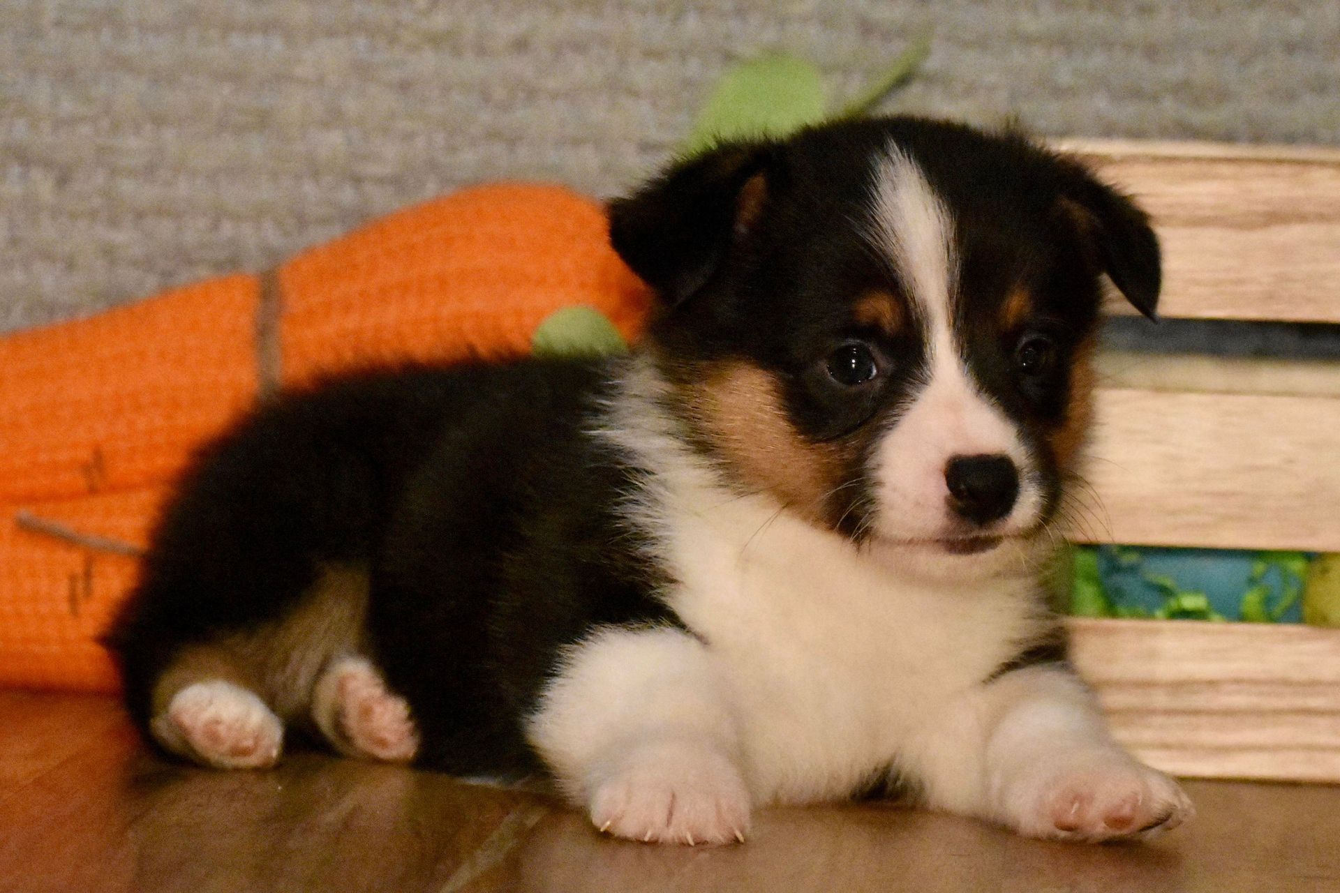 Pembroke or Cardigan Welsh Corgi from F&M Corgis, gallery photo 22 of 23