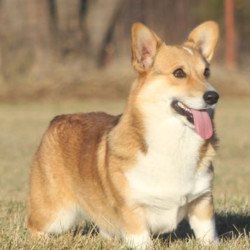 Pembroke or Cardigan Welsh Corgi from F&M Corgis, gallery photo 19 of 23