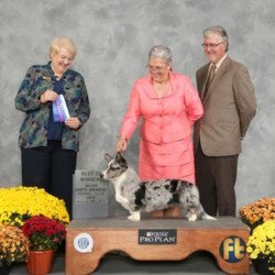 Pembroke or Cardigan Welsh Corgi from F&M Corgis, gallery photo 9 of 23