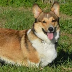 Pembroke or Cardigan Welsh Corgi from F&M Corgis, gallery photo 17 of 23