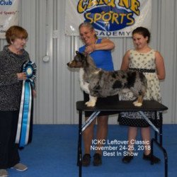 Pembroke or Cardigan Welsh Corgi from F&M Corgis, gallery photo 10 of 23