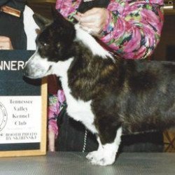 Pembroke or Cardigan Welsh Corgi from F&M Corgis, gallery photo 14 of 23