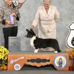 Pembroke or Cardigan Welsh Corgi from F&M Corgis, gallery photo 8 of 23