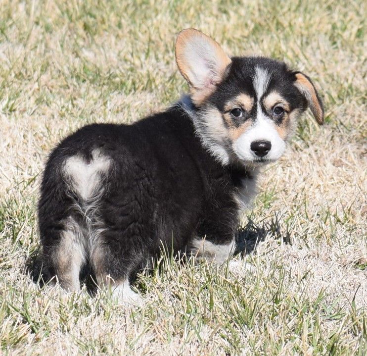 Pembroke or Cardigan Welsh Corgi from F&M Corgis, gallery photo 23 of 23