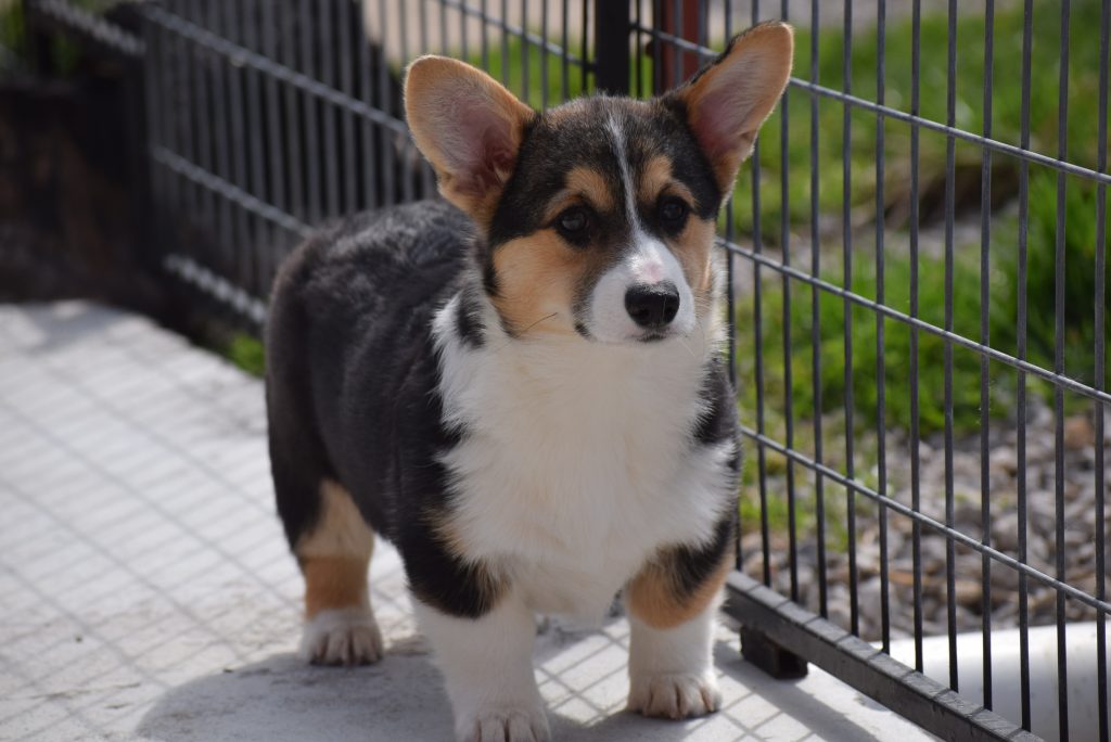 Pembroke or Cardigan Welsh Corgi from F&M Corgis, gallery photo 3 of 23
