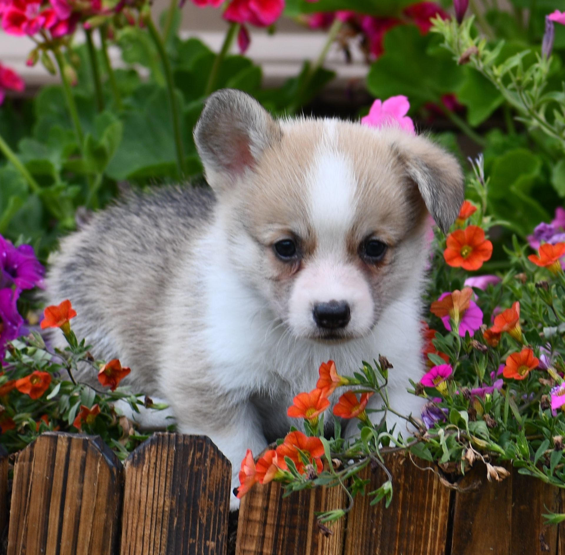 Pembroke or Cardigan Welsh Corgi from F&M Corgis, gallery photo 20 of 23