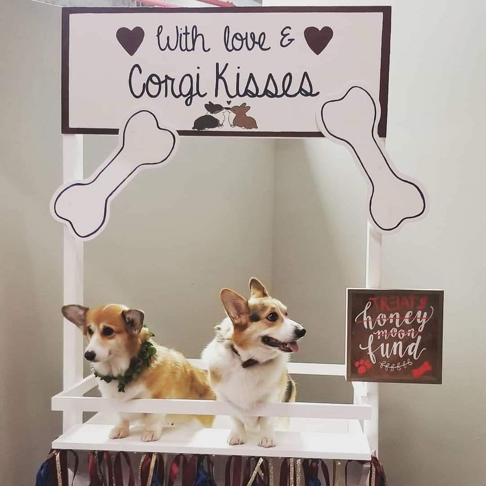 Pembroke or Cardigan Welsh Corgi from F&M Corgis, gallery photo 1 of 23