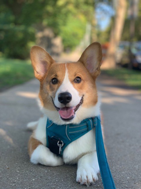 Pembroke or Cardigan Welsh Corgi from F&M Corgis, gallery photo 2 of 23