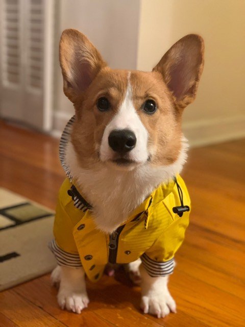 Pembroke or Cardigan Welsh Corgi from F&M Corgis, gallery photo 4 of 23