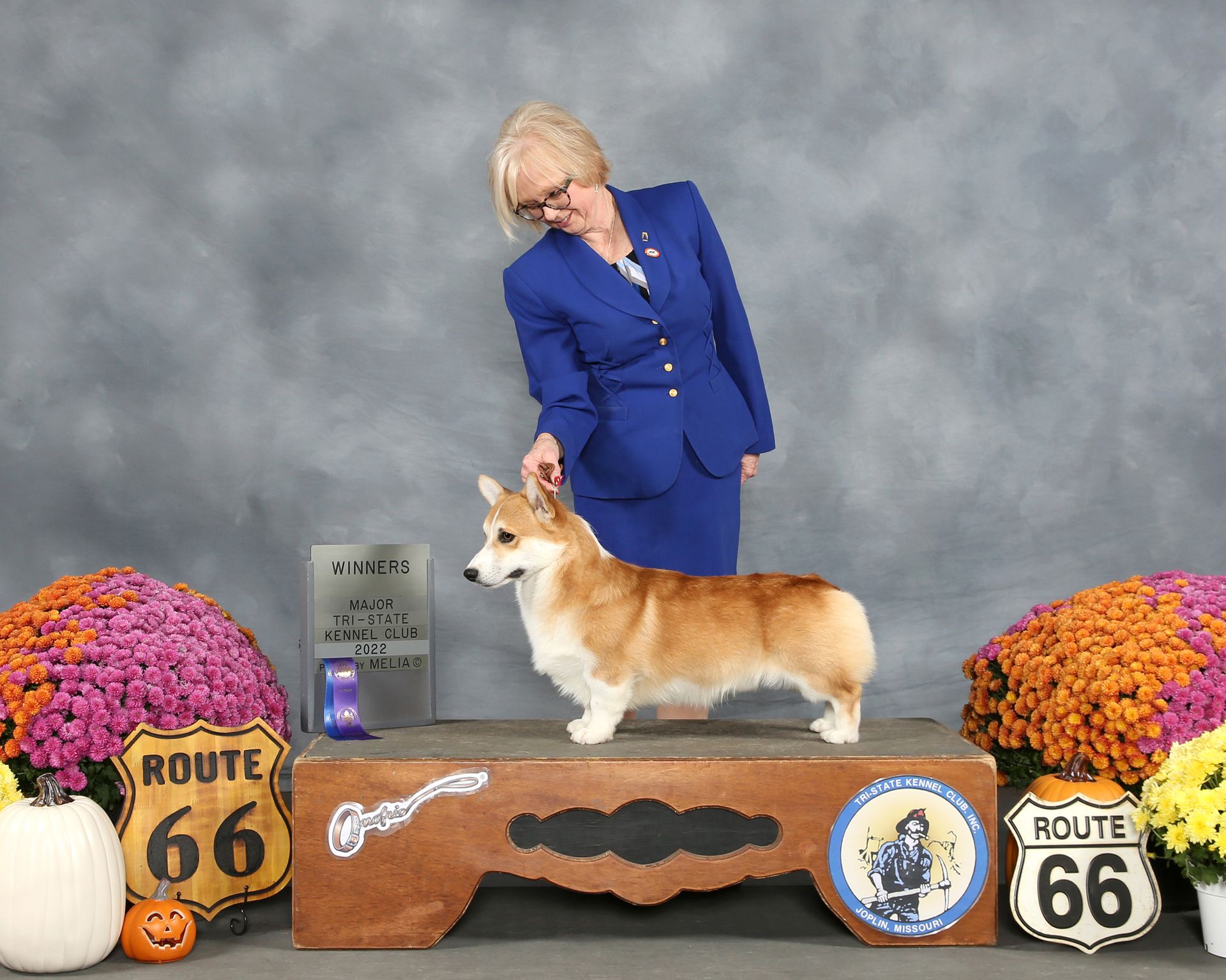 Pembroke or Cardigan Welsh Corgi from F&M Corgis, gallery photo 21 of 23