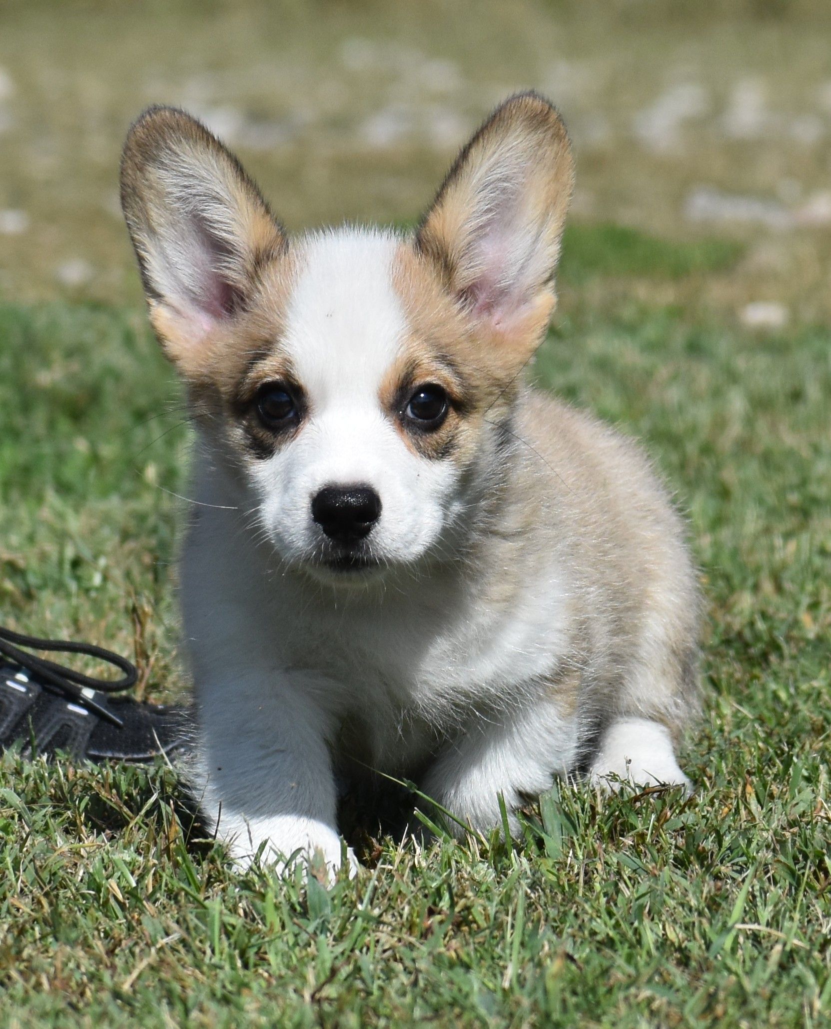 Abby, Pembroke Welsh Corgi puppy at F&M Corgis, photo 4
