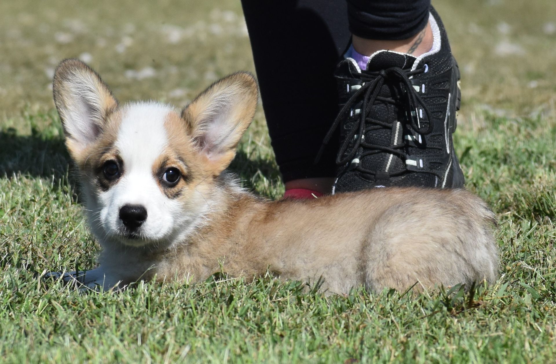 Abby, Pembroke Welsh Corgi puppy at F&M Corgis, photo 2
