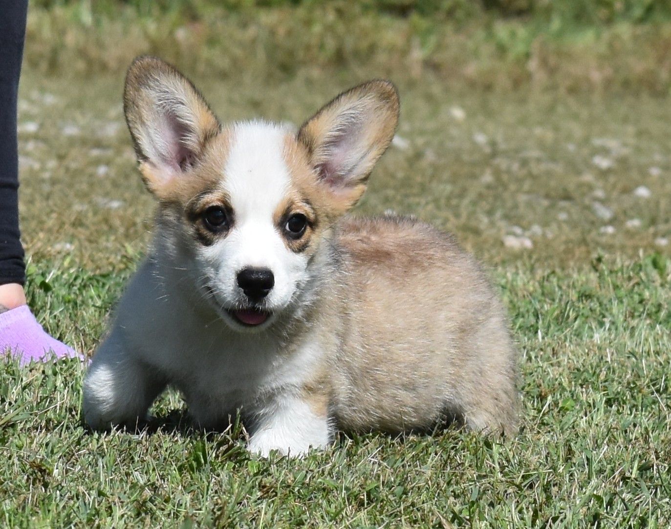 Pembroke Welsh Corgi puppy Abby