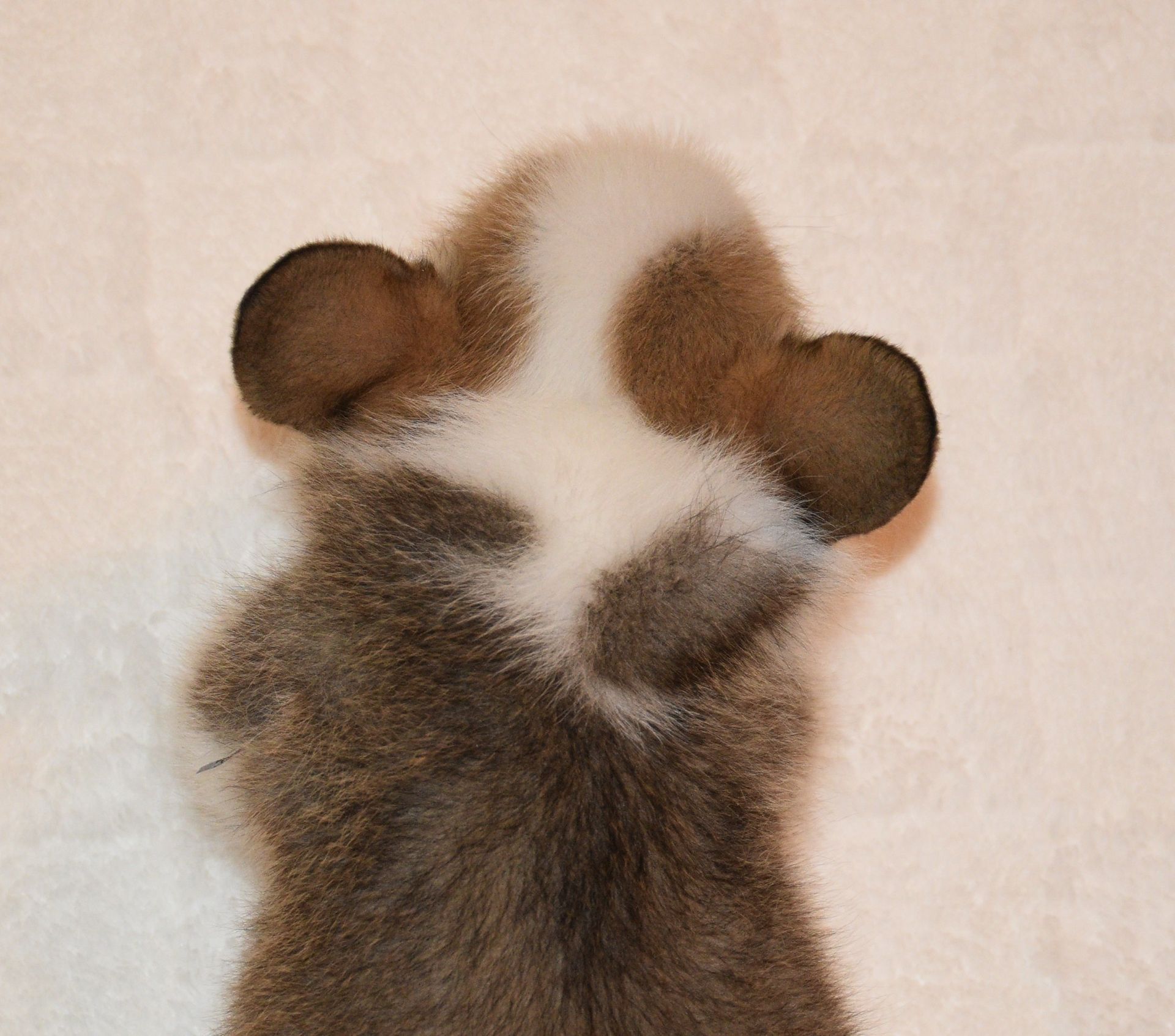 Abby, Pembroke Welsh Corgi puppy at F&M Corgis, photo 10
