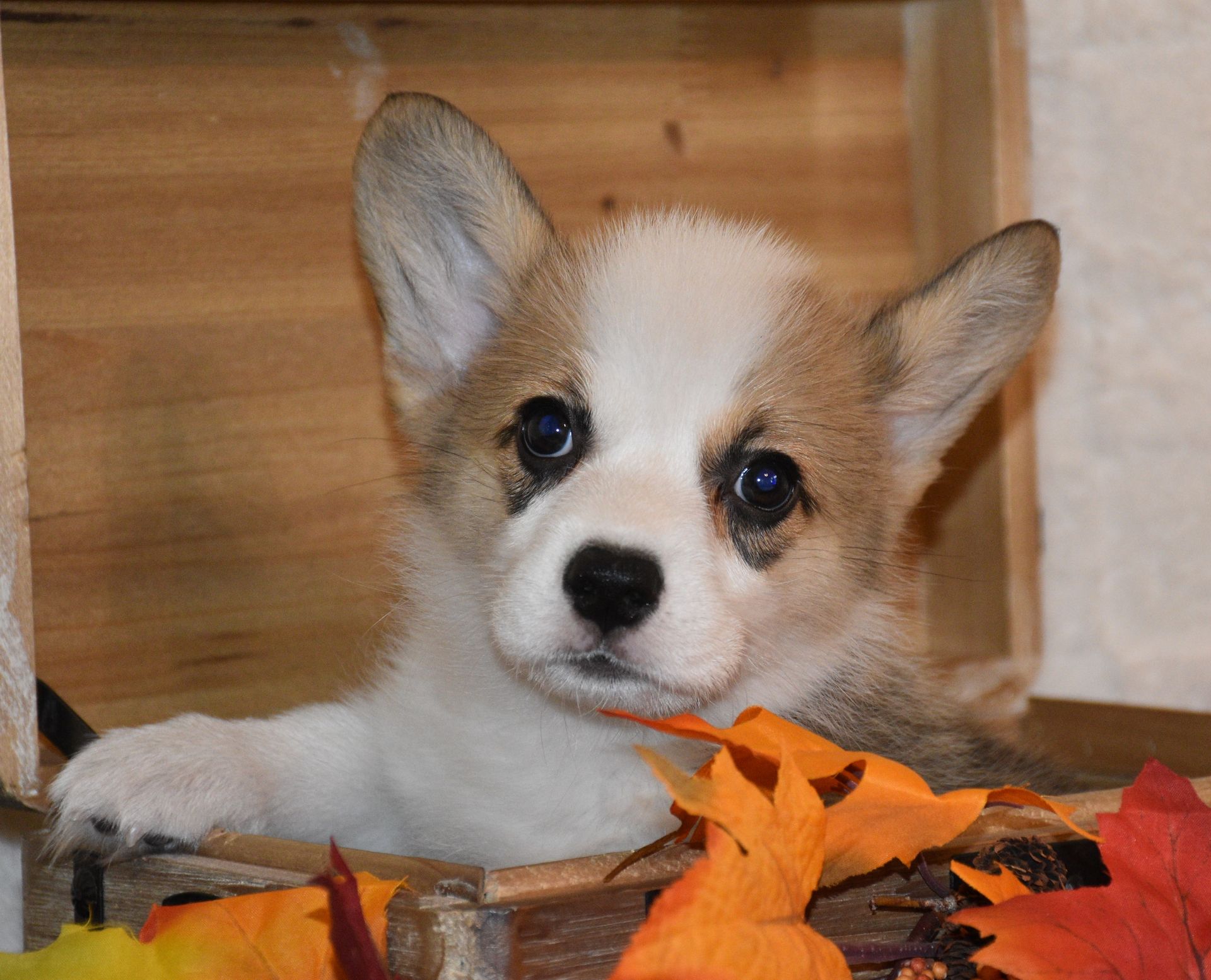 Abby, Pembroke Welsh Corgi puppy for sale at F&M Corgis