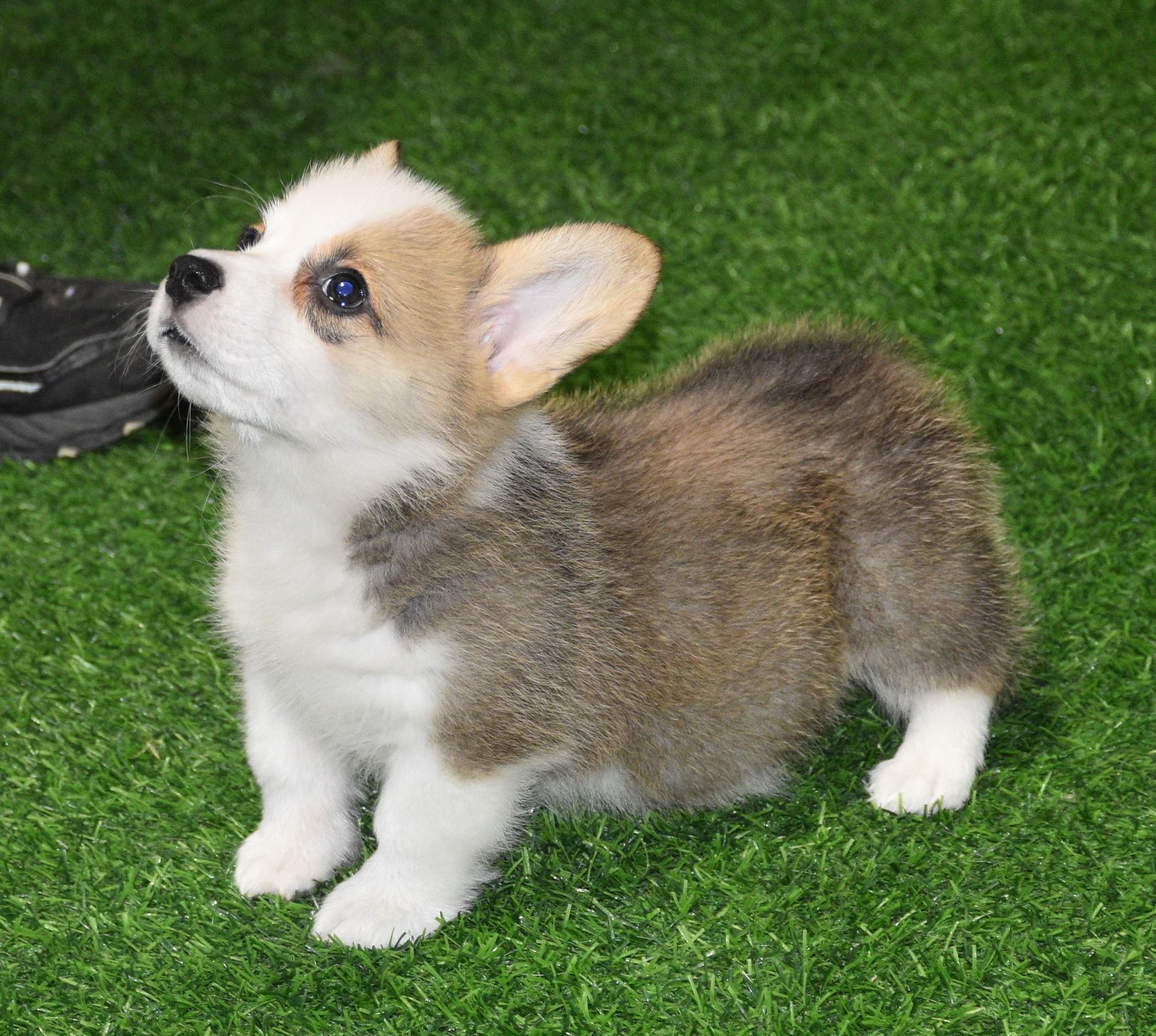 Abby, Pembroke Welsh Corgi puppy at F&M Corgis, photo 7