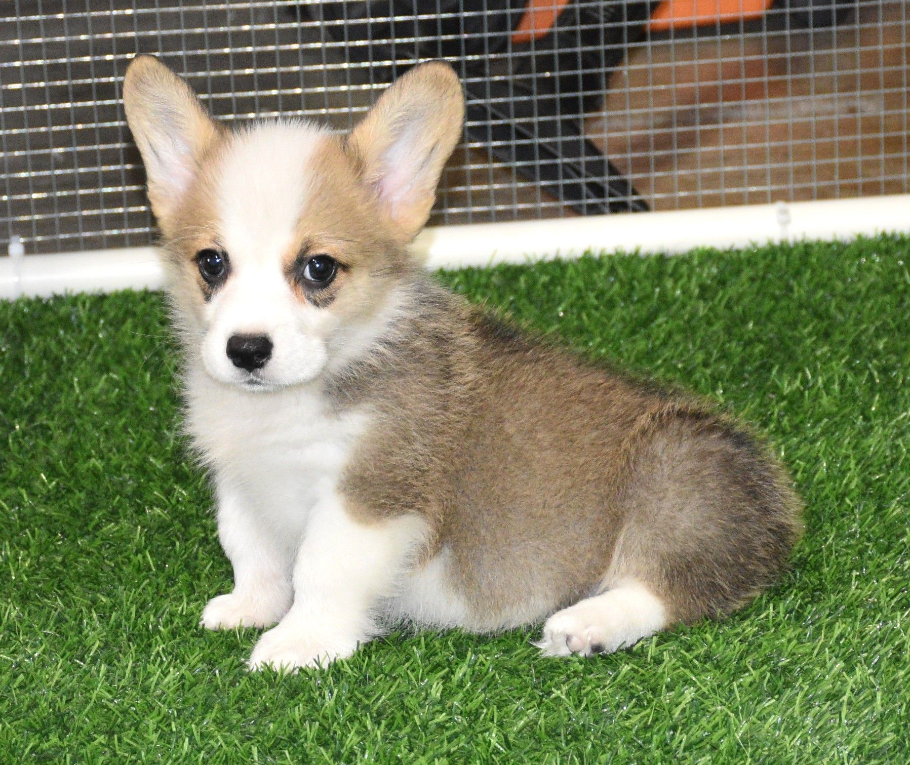 Abby, Pembroke Welsh Corgi puppy at F&M Corgis, photo 9