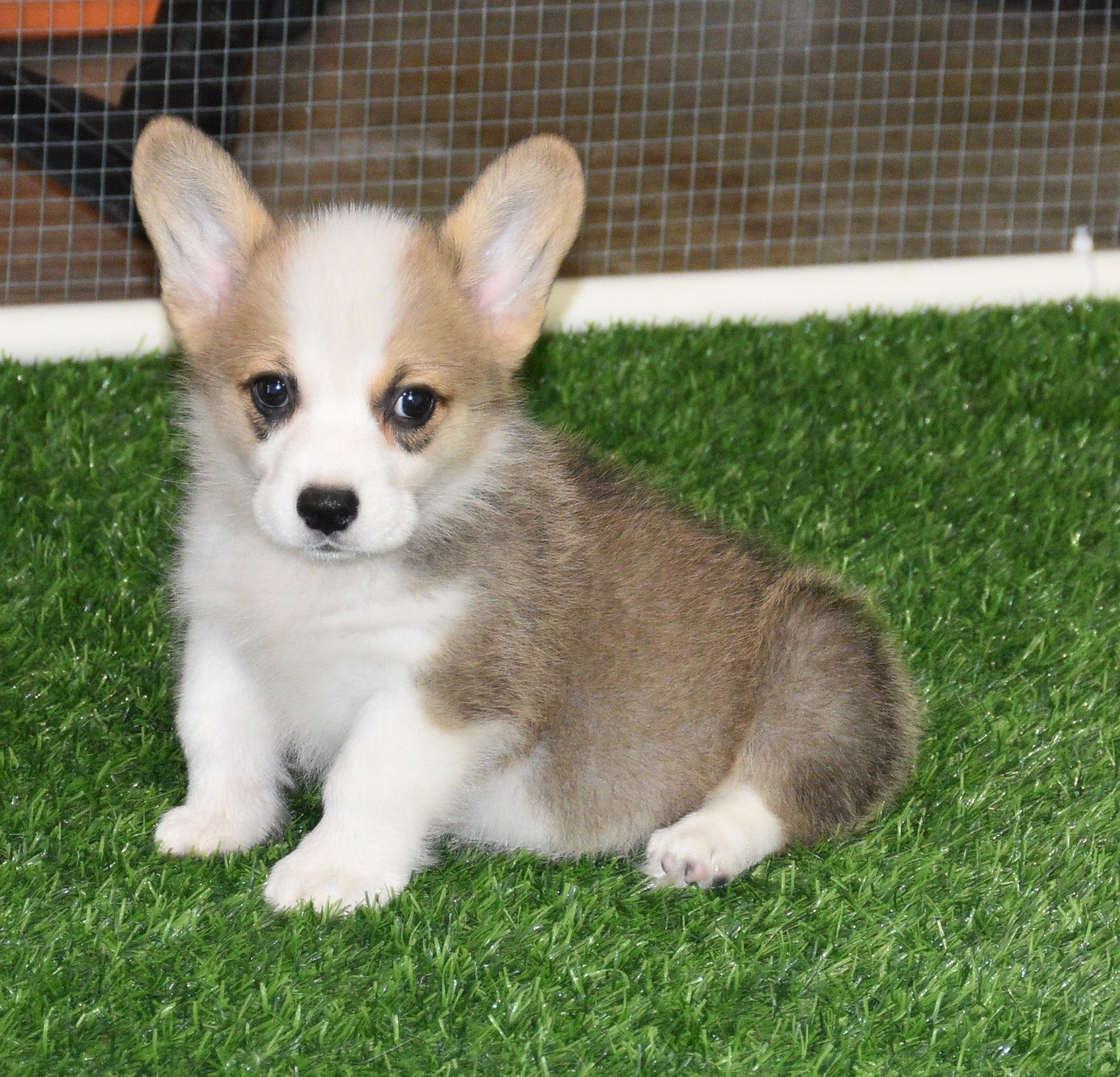 Abby, Pembroke Welsh Corgi puppy at F&M Corgis, photo 8