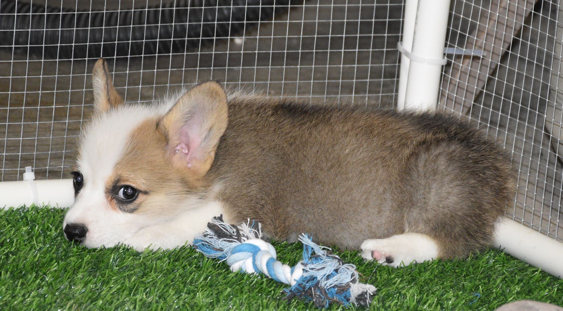 Abby, Pembroke Welsh Corgi puppy at F&M Corgis, photo 6