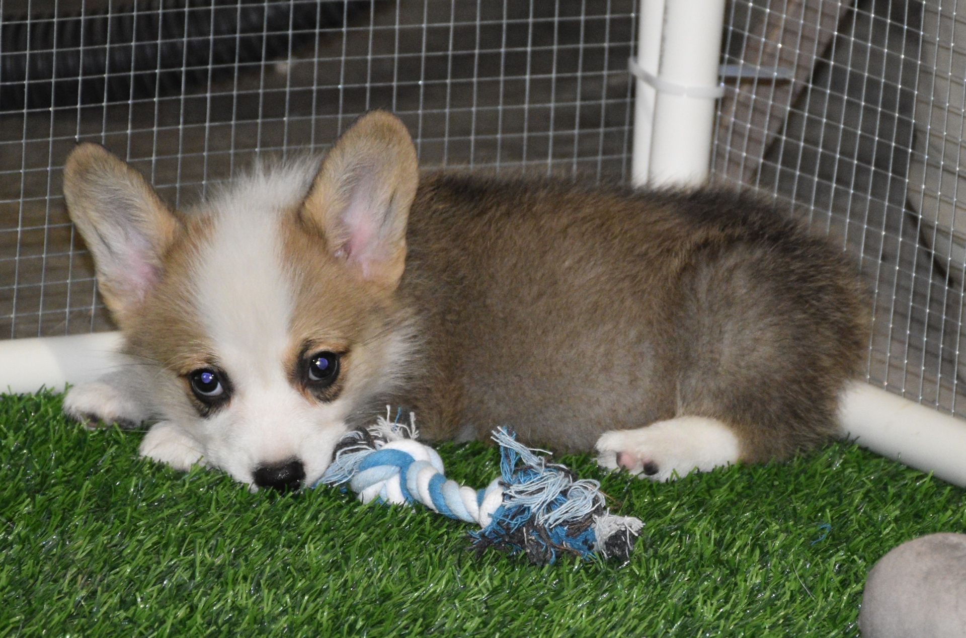 Abby, Pembroke Welsh Corgi puppy at F&M Corgis, photo 5