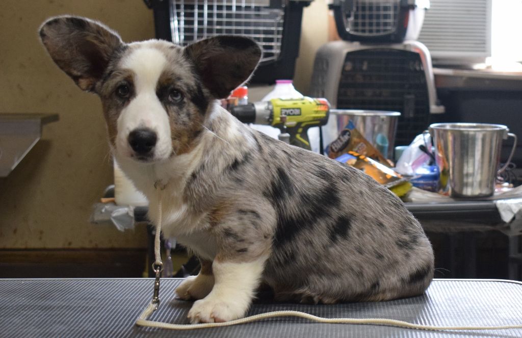 AKC CH Sharron, Cardigan Welsh Corgi dam at F&M Corgis, photo 4