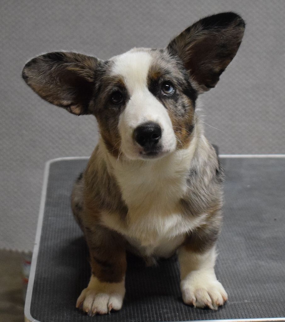 AKC CH Sharron, Cardigan Welsh Corgi dam at F&M Corgis, photo 5