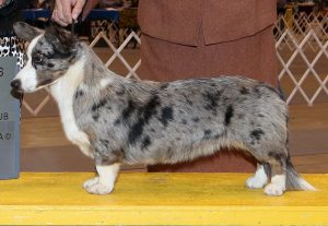 AKC CH Sharron, Cardigan Welsh Corgi dam at F&M Corgis, photo 2