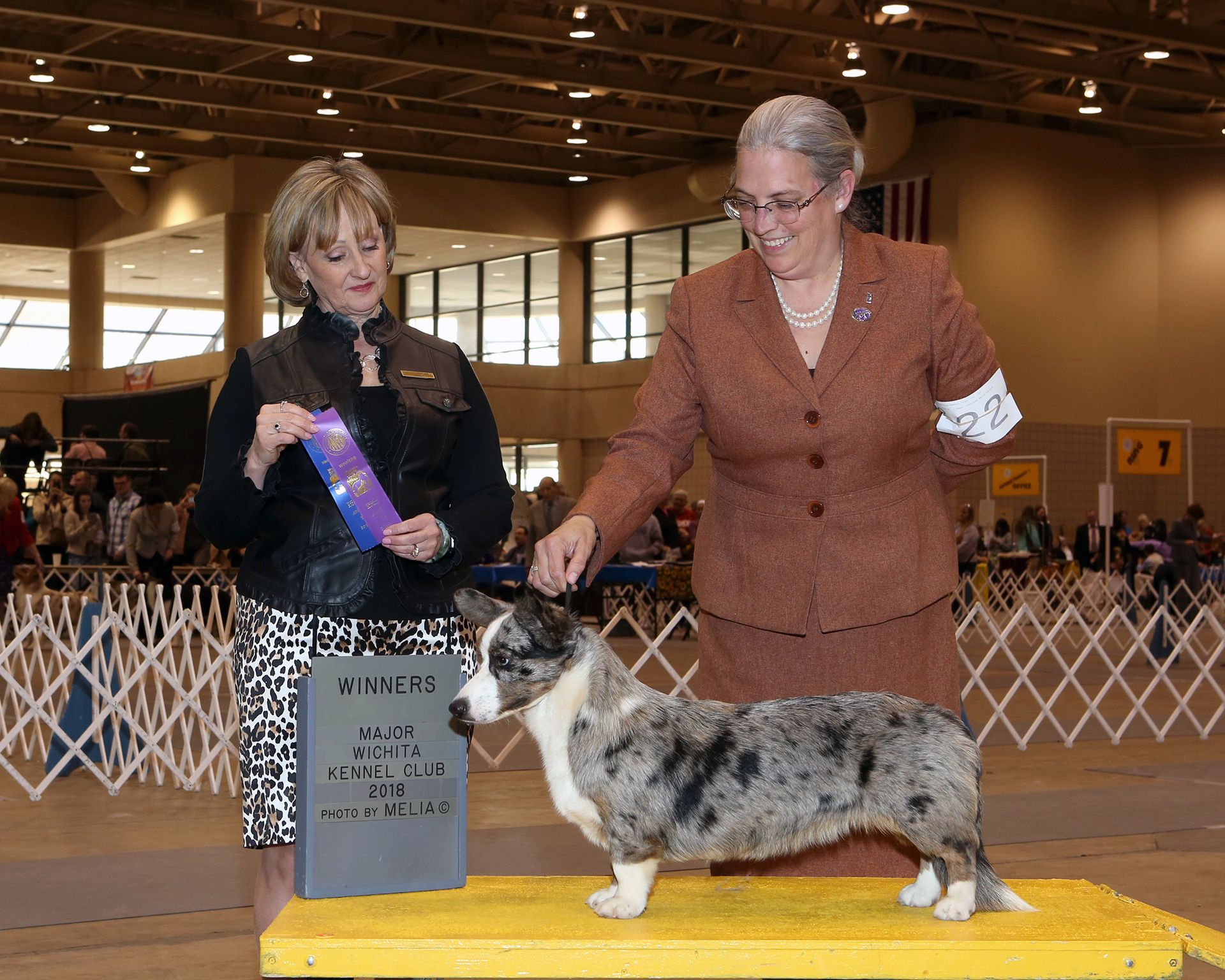 AKC CH Sharron, Cardigan Welsh Corgi dam at F&M Corgis, photo 6