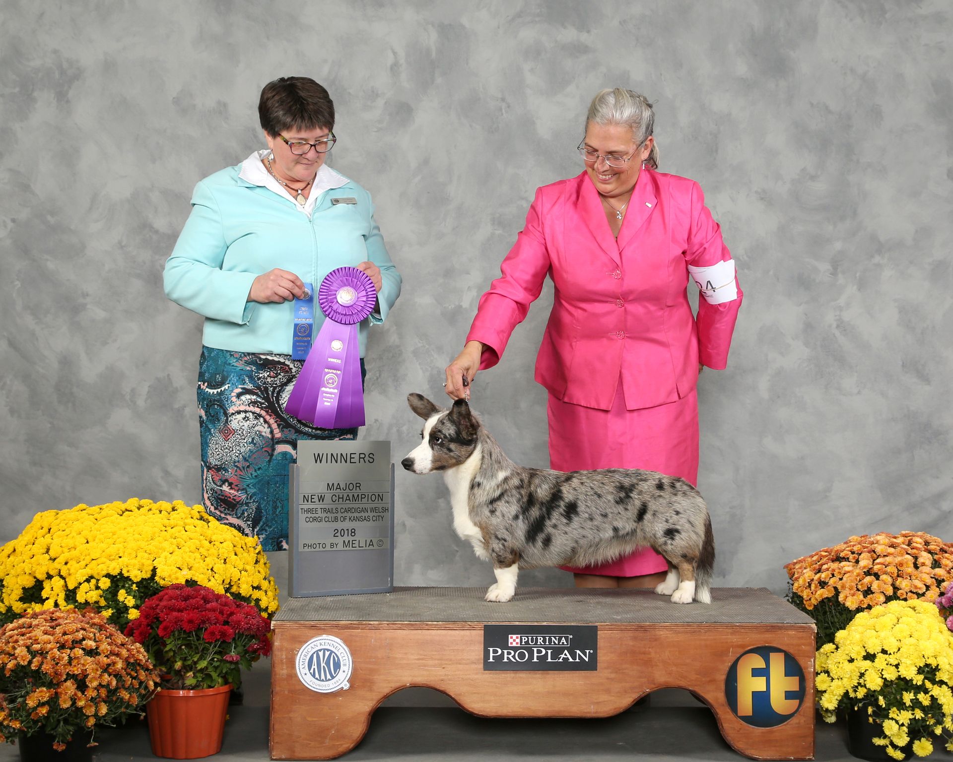 AKC CH Sharron, Cardigan Welsh Corgi dam at F&M Corgis, photo 3