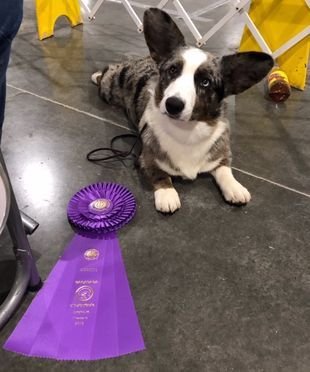 AKC CH Sharron, Cardigan Welsh Corgi dam at F&M Corgis