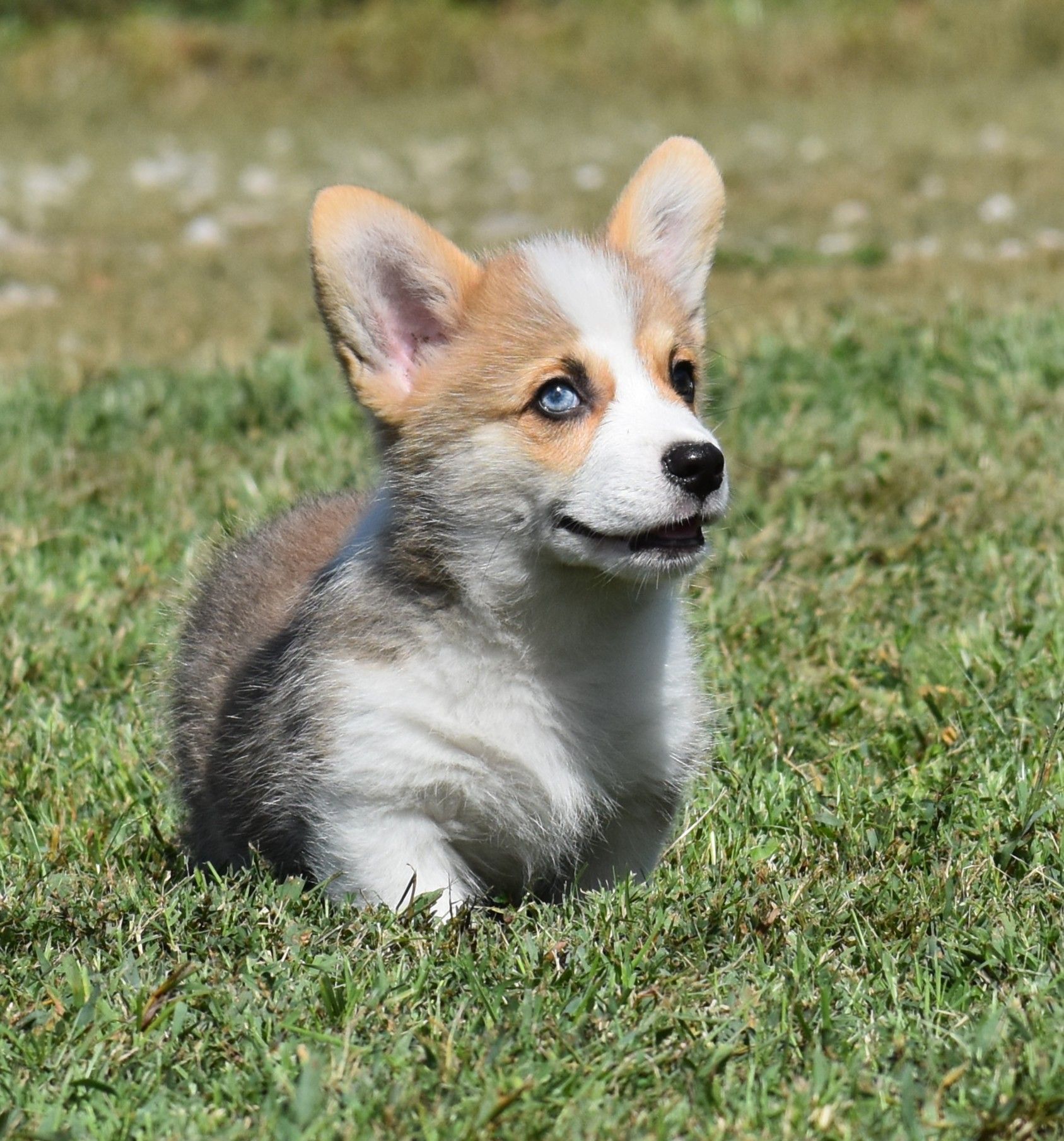 Archie, Pembroke Welsh Corgi puppy at F&M Corgis, photo 4