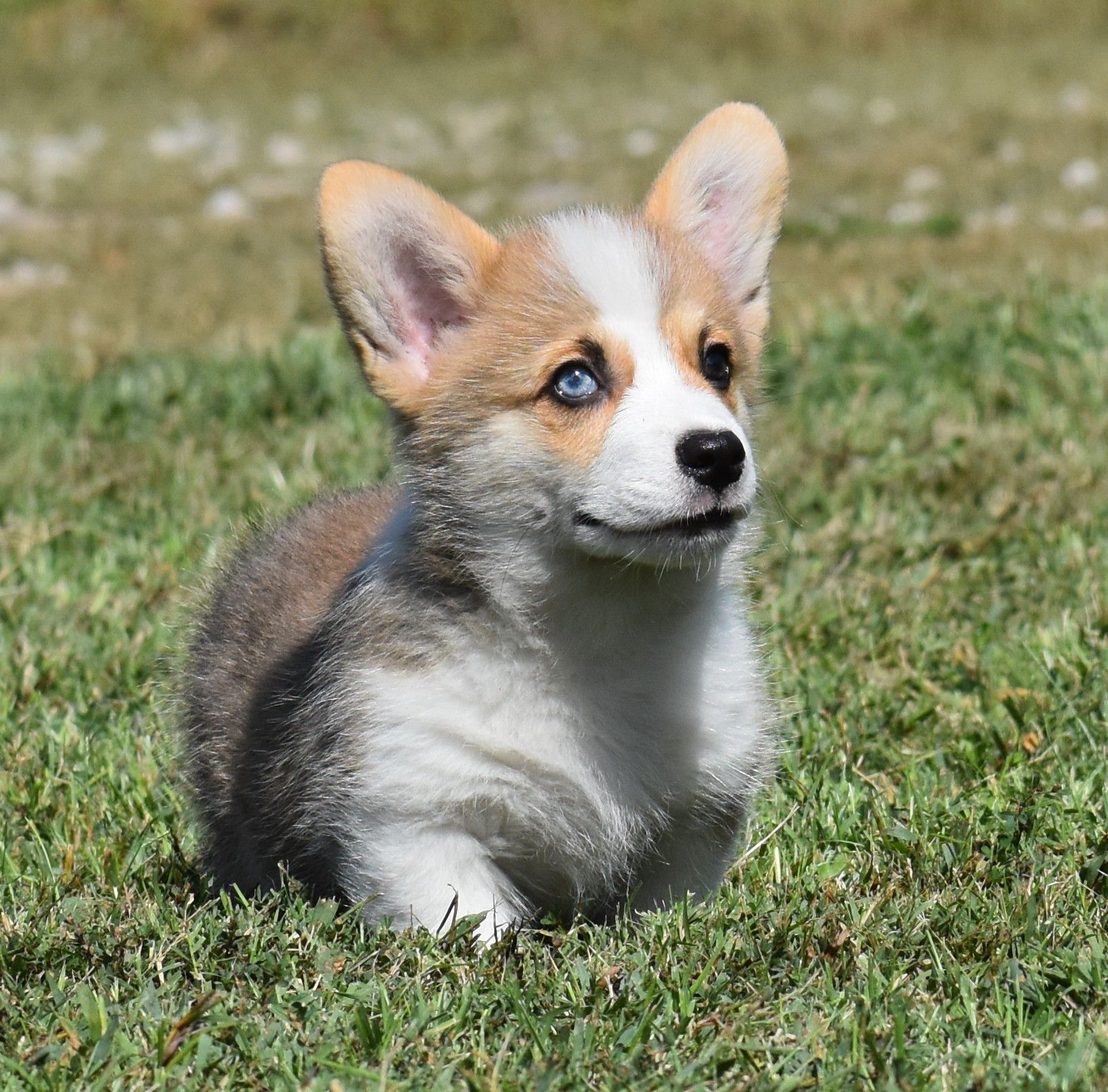 Archie, Pembroke Welsh Corgi puppy at F&M Corgis, photo 3