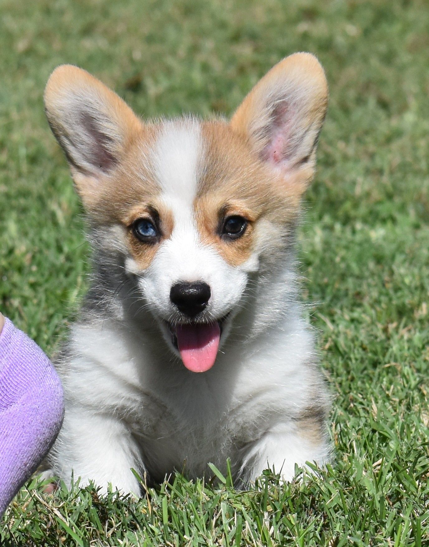 Archie, Pembroke Welsh Corgi puppy at F&M Corgis, photo 2