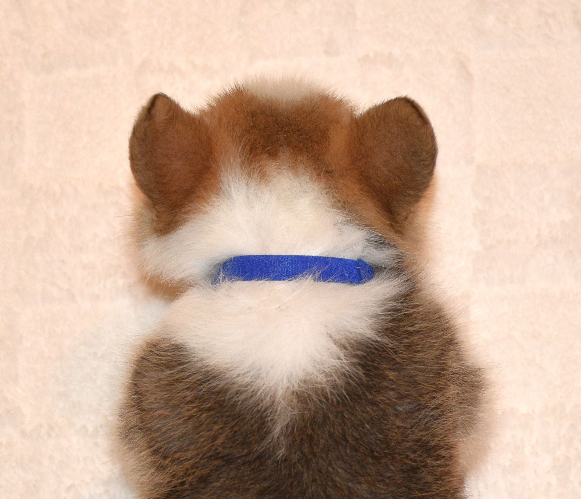 Archie, Pembroke Welsh Corgi puppy at F&M Corgis, photo 8