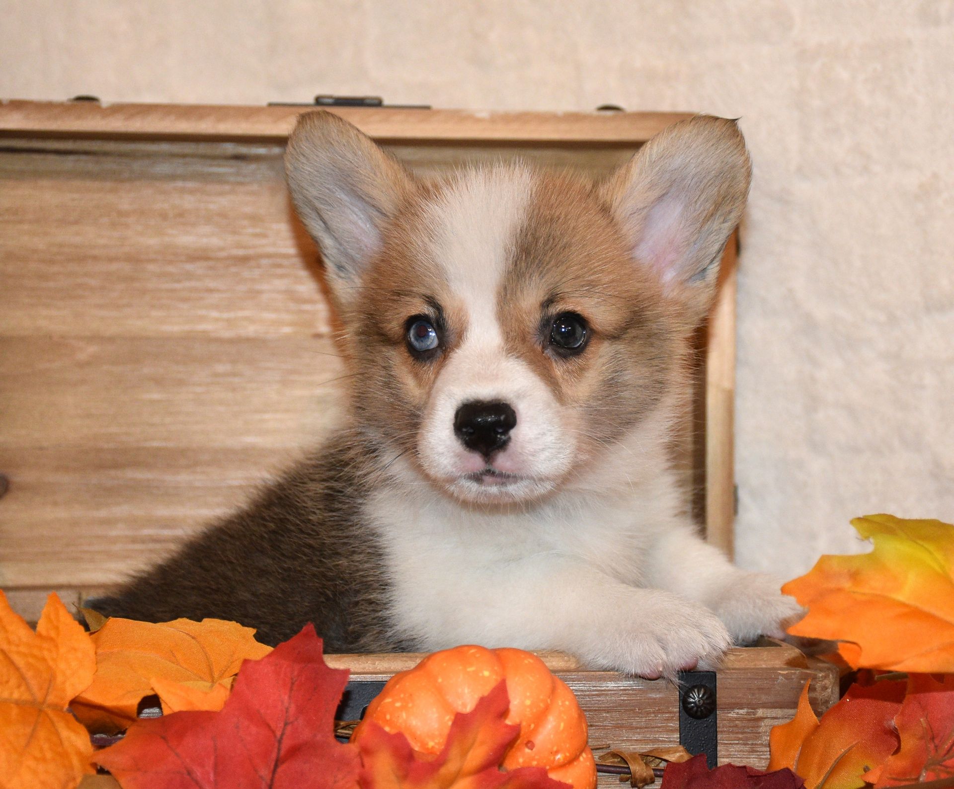Archie, Pembroke Welsh Corgi puppy for sale at F&M Corgis