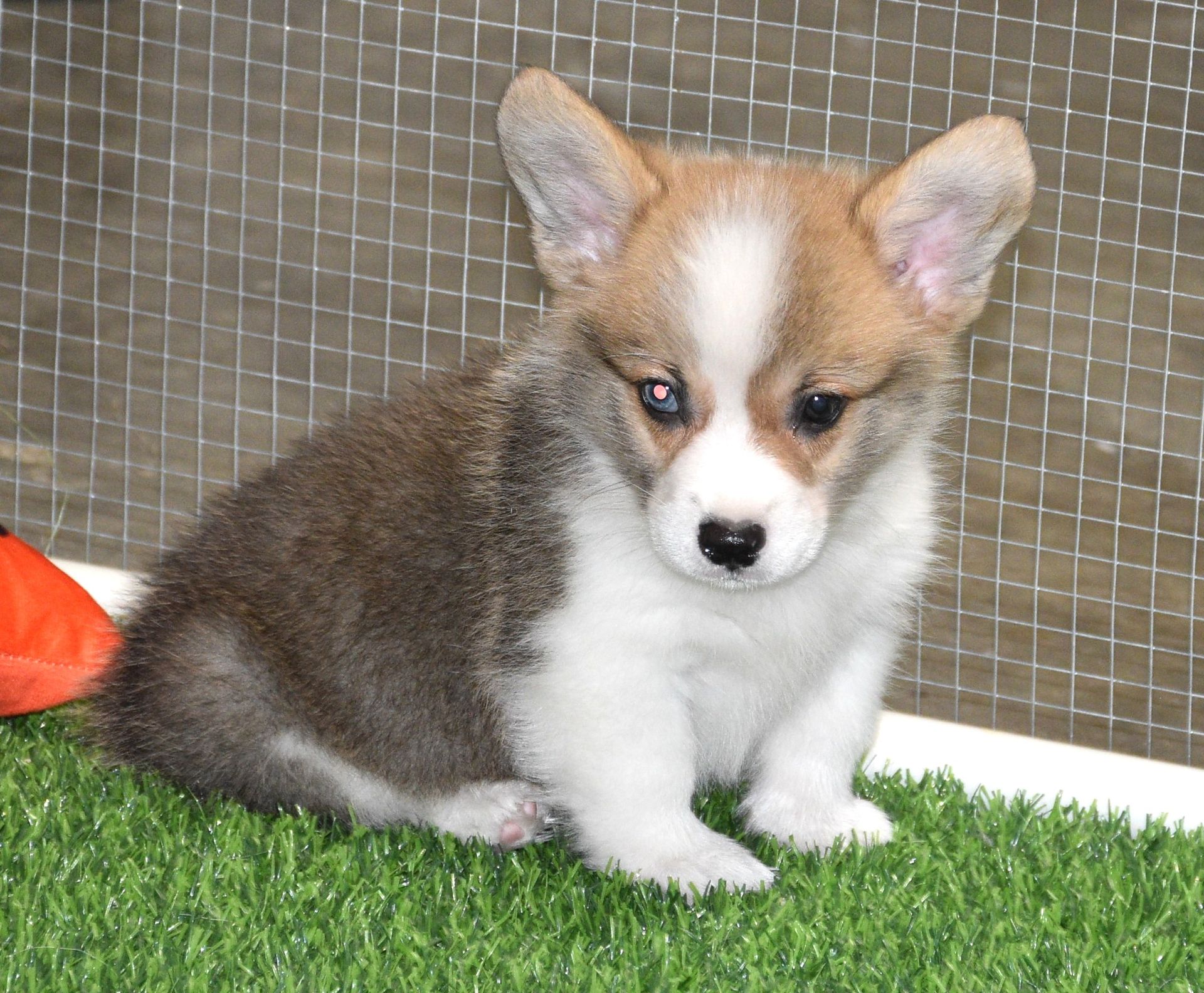 Archie, Pembroke Welsh Corgi puppy at F&M Corgis, photo 7