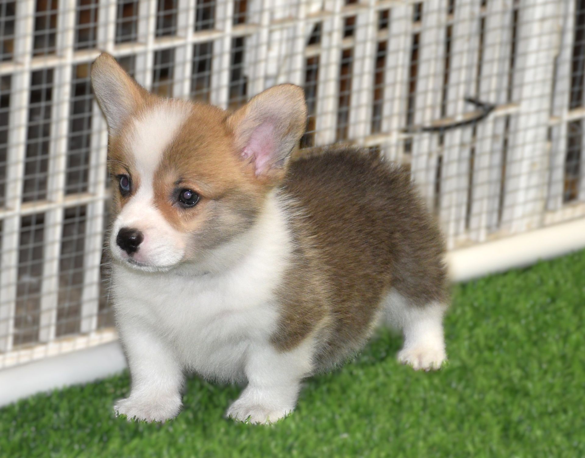 Archie, Pembroke Welsh Corgi puppy at F&M Corgis, photo 6